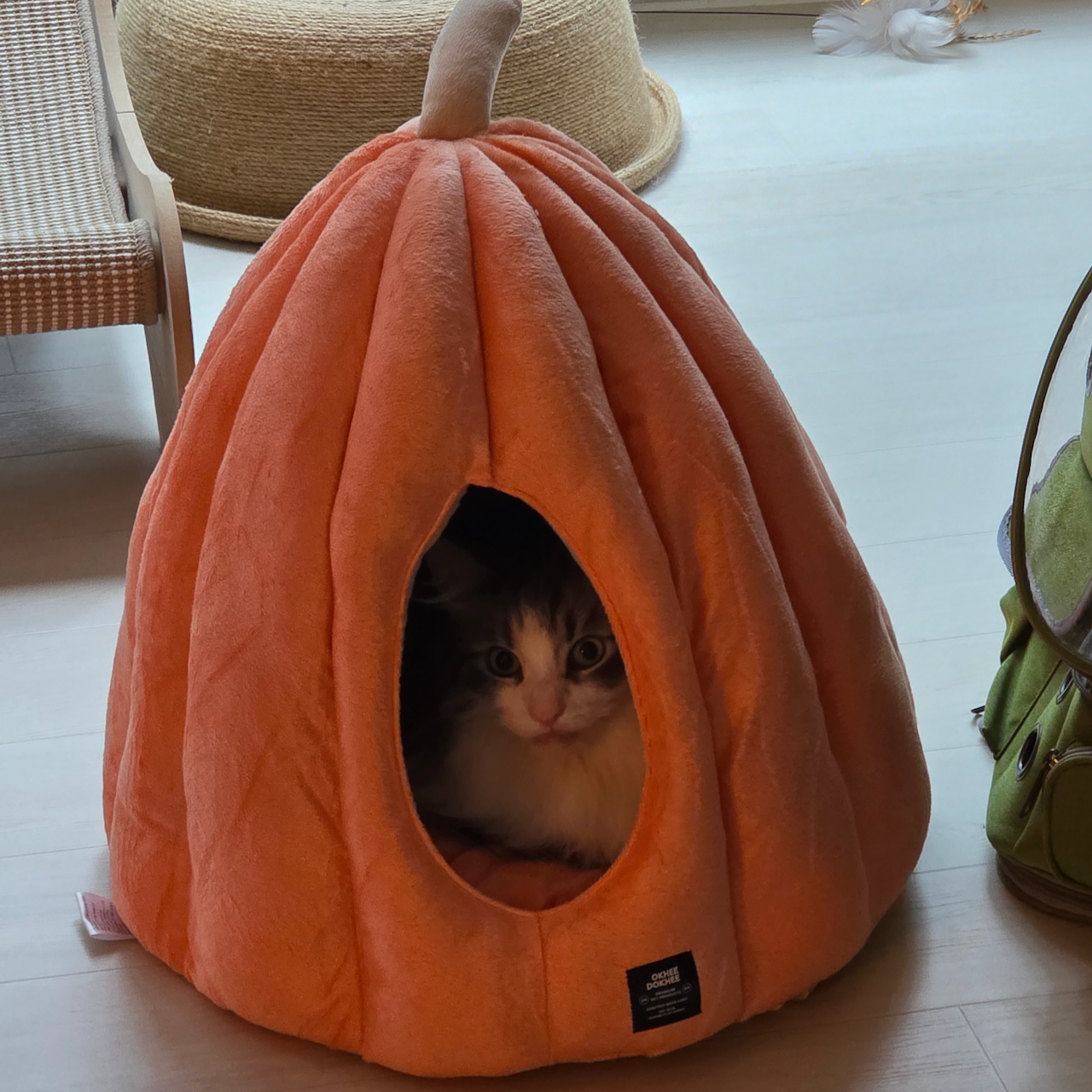 Gurrk inside a pumpkin