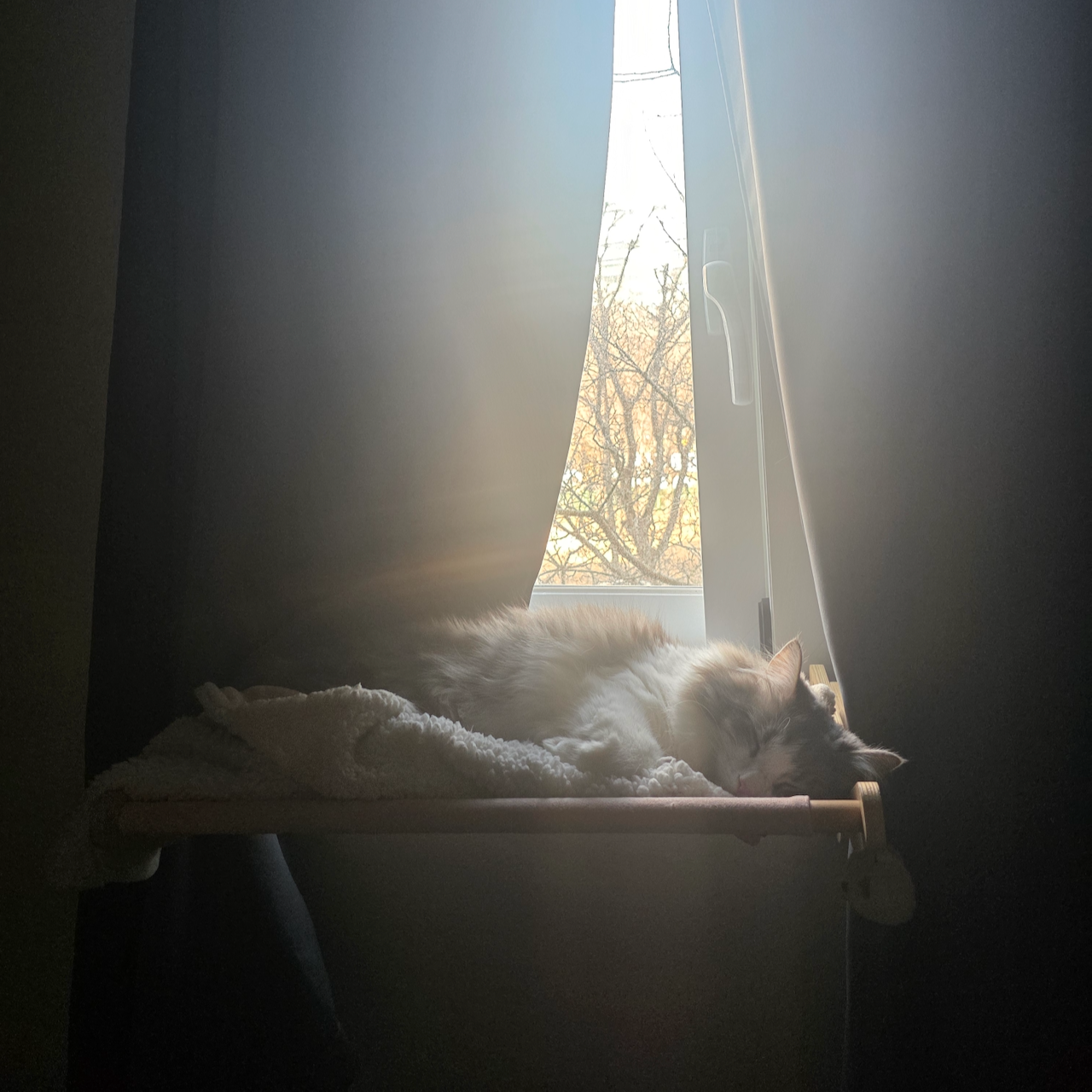 Gurrk sleeping in the sun