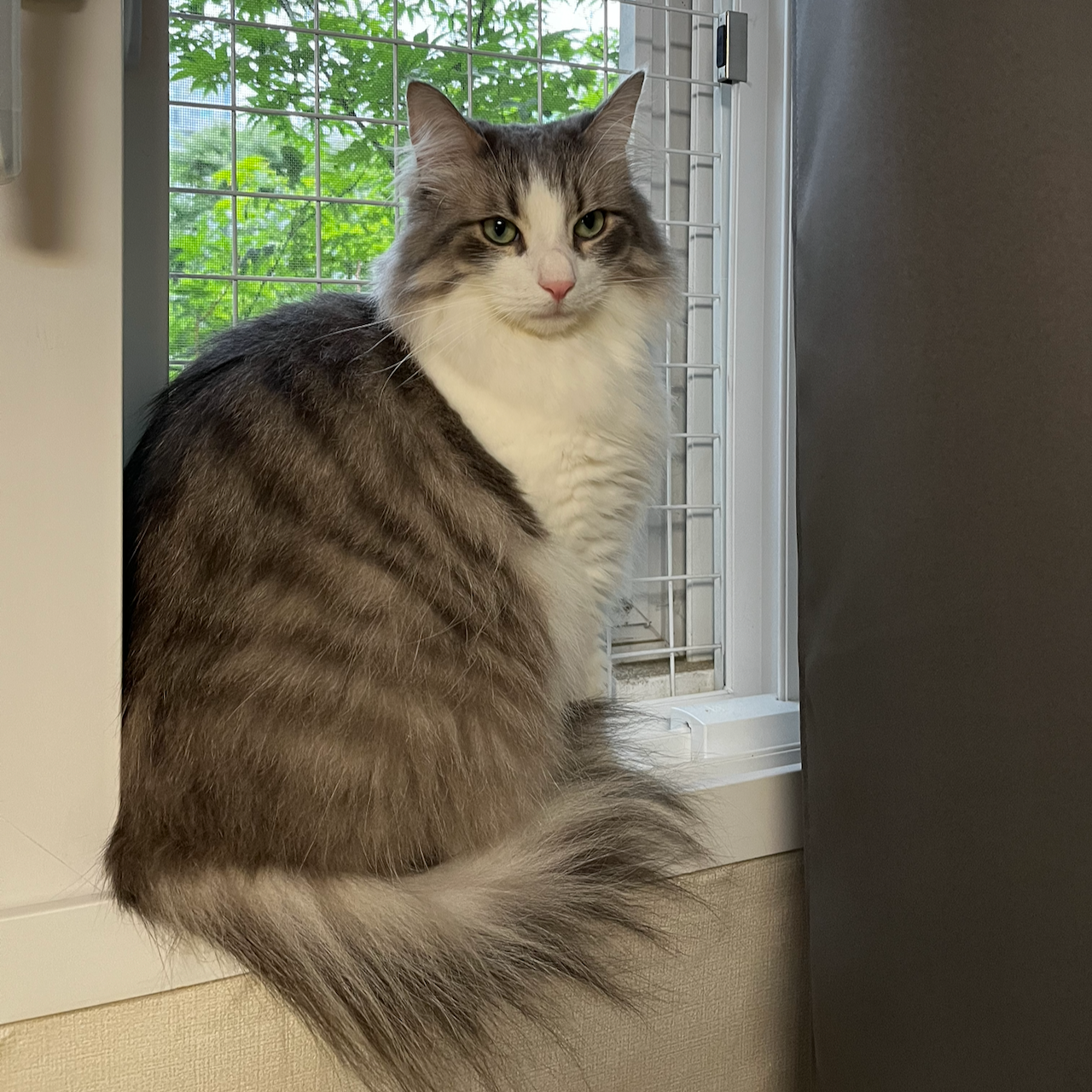 my cat on the window ledge